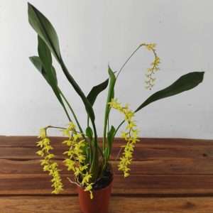Dendrochilum 'Abbreviatum'