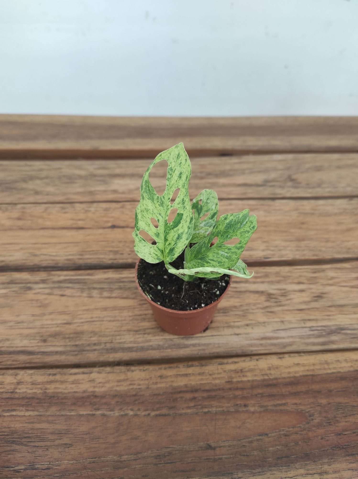 Monstera 'Green Balbasaur' Variegata V.6