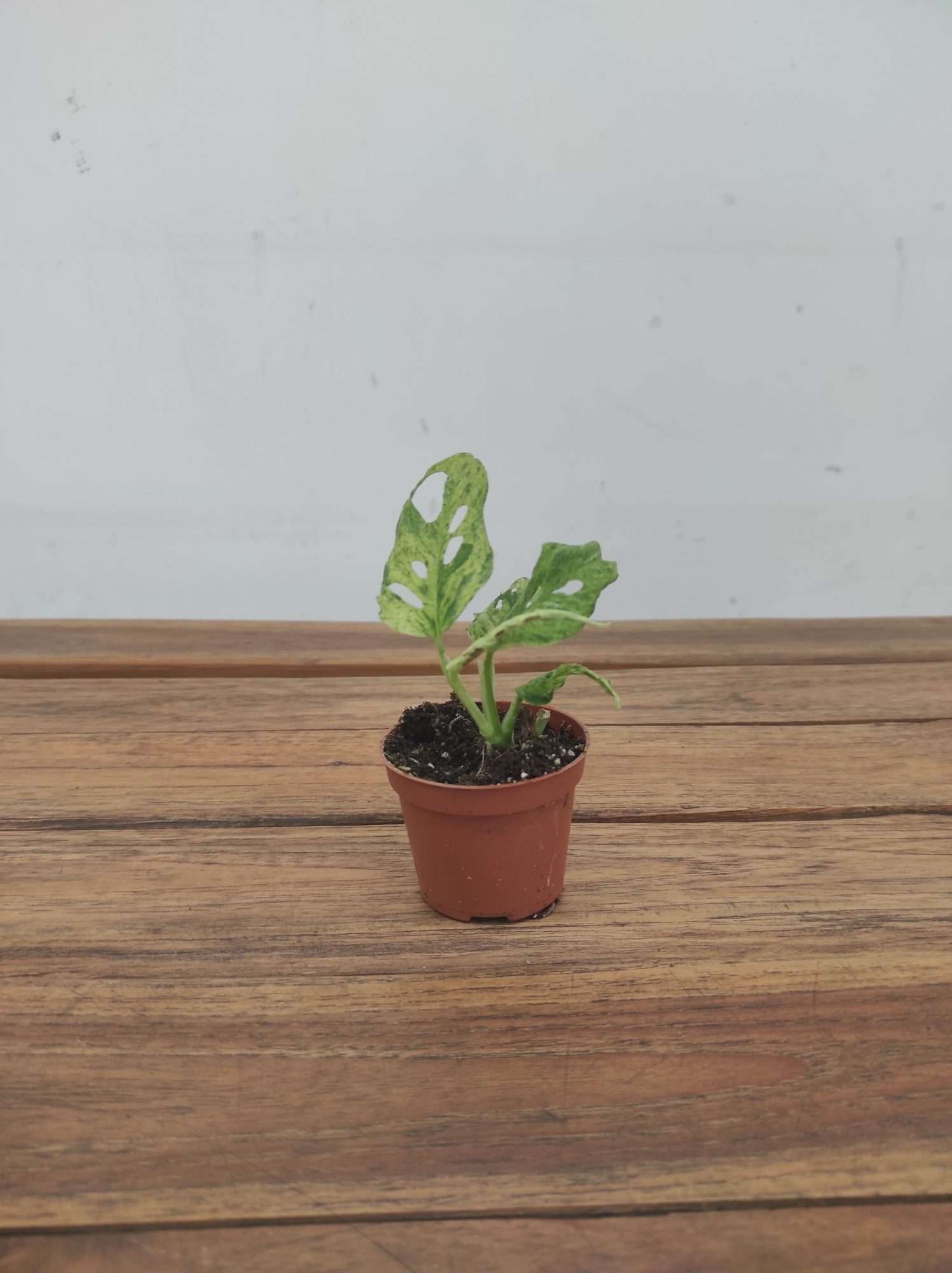 Monstera 'Green Balbasaur' Variegata V.6 - Image 2