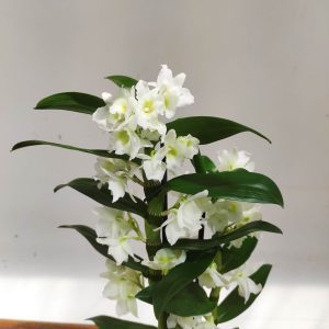 Dendrobium Nobile Star Class - V.12
