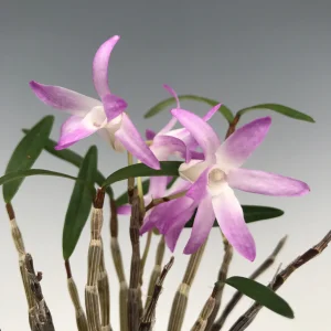 Dendrobium Moniliforme 'Tosa Akane' - Sem Flor