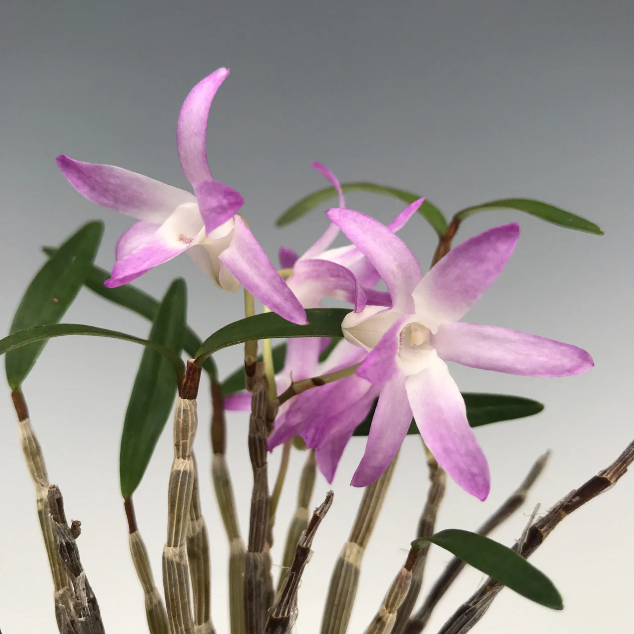 Dendrobium Moniliforme 'Tosa Akane' - Sem Flor