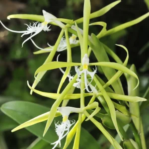 Epidendrum Ciliare - Sem Flor