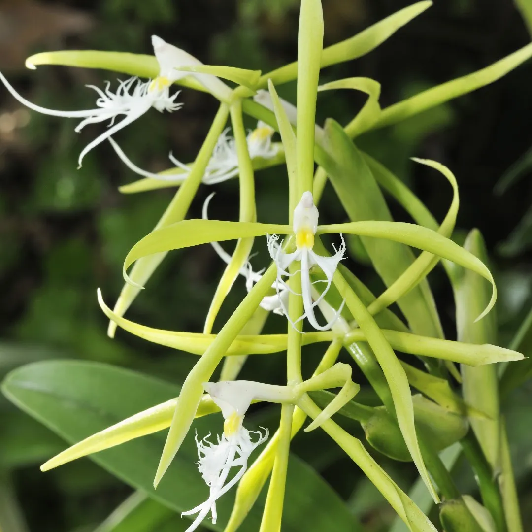 Epidendrum Ciliare - Sem Flor