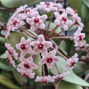 Hoya - Vaso Suspensão