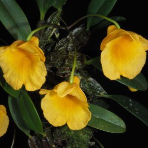 Dendrobium Jenkinsii -  Sem Flor