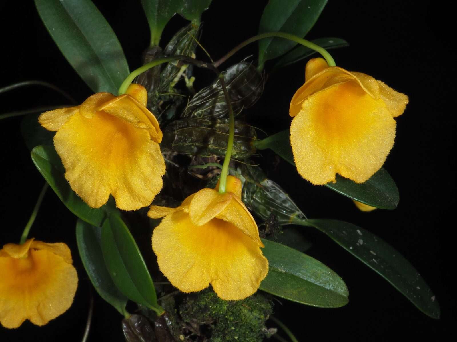 Dendrobium Jenkinsii - Sem Flor