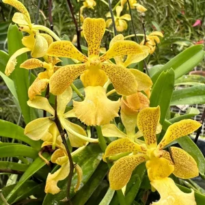 Vanda Lawrence Zabik -  Sem Flor