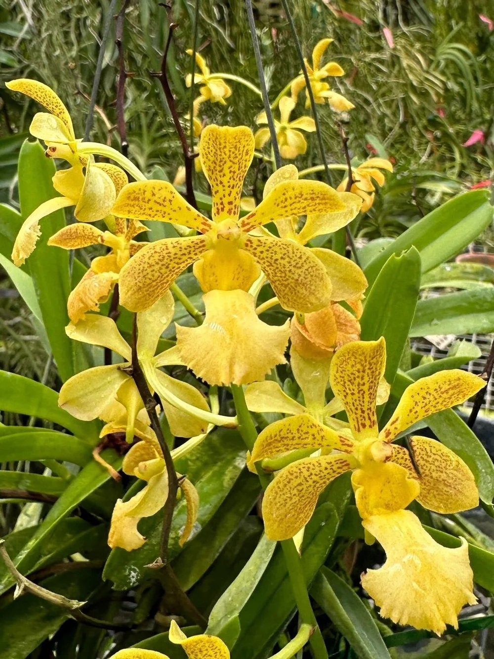 Vanda Lawrence Zabik - Sem Flor
