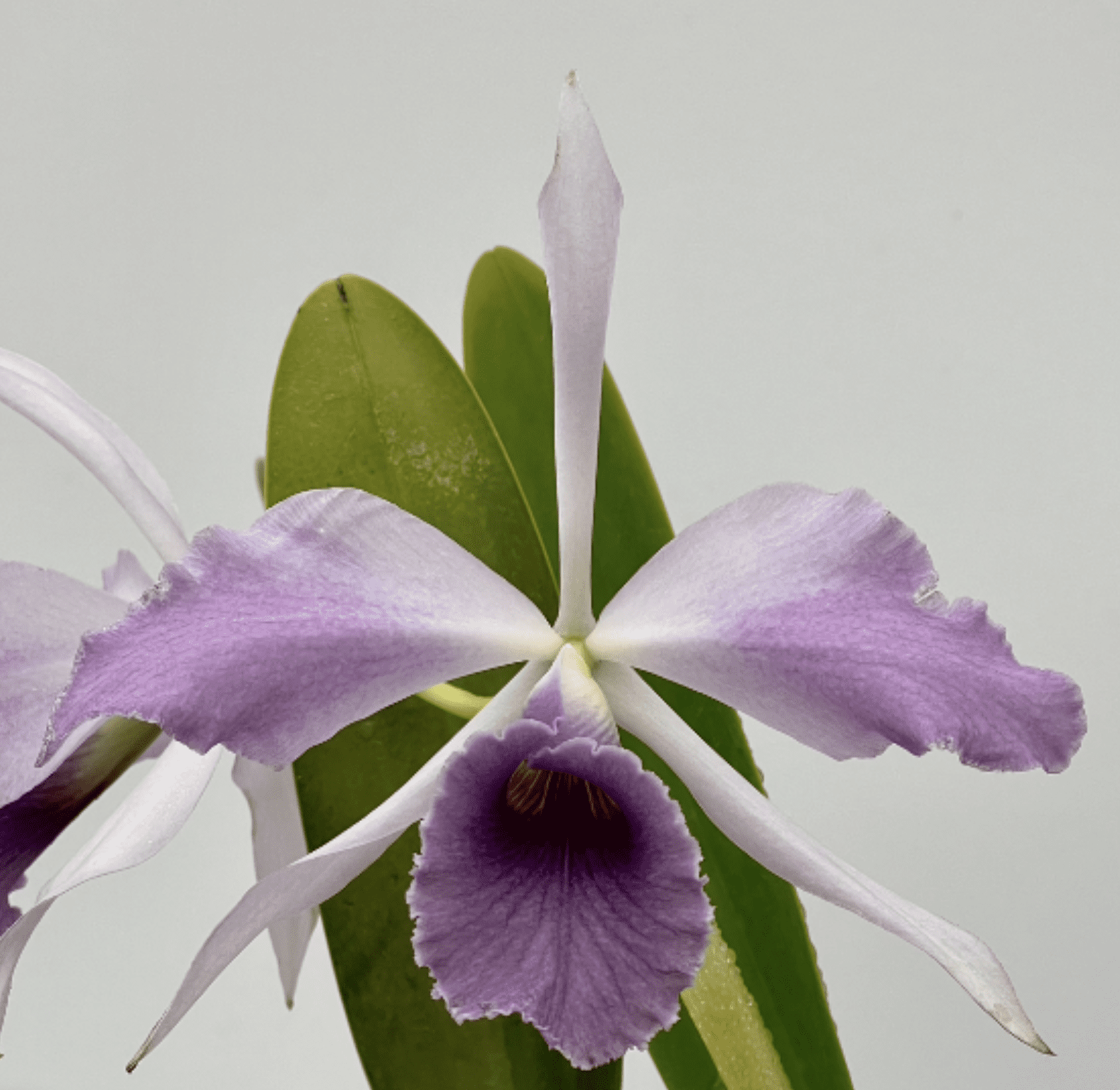 Cattleya C. G. Roebling (1895) 'Blue Indigo' - Sem Flor