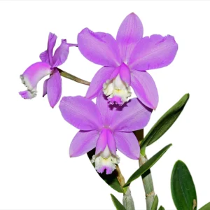 Cattleya loddigesii f. virginalis -  Sem Flor