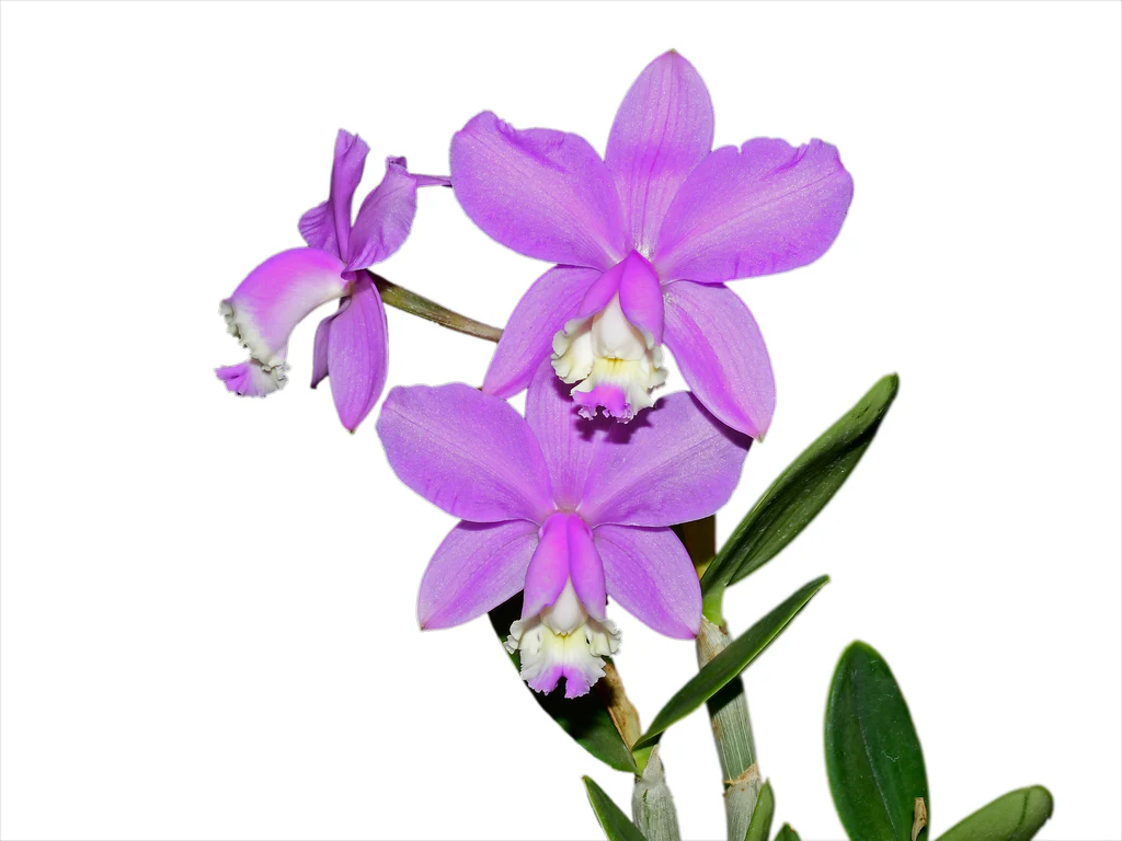Cattleya loddigesii f. virginalis - Sem Flor