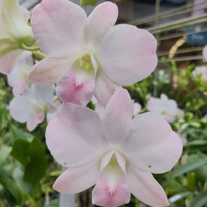 Dendrobium Victorian Rose 'Delicate Peach' - Sem Flor