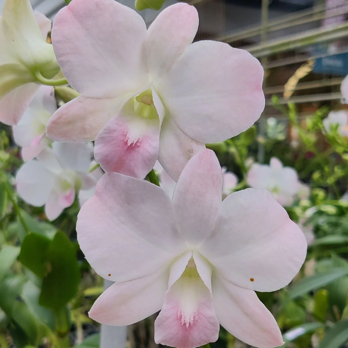 Dendrobium Victorian Rose 'Delicate Peach' - Sem Flor