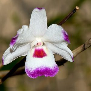 Dendrobium Annae - Sem Flor