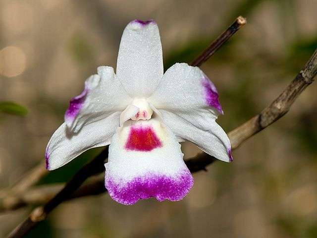 Dendrobium Annae - Sem Flor