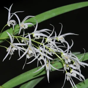 Dendrobium Wassellii - Sem Flor