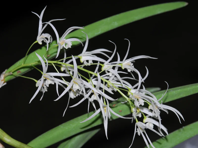 Dendrobium Wassellii - Sem Flor