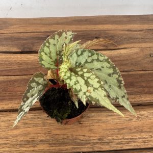 Begonia 'Special' V.8