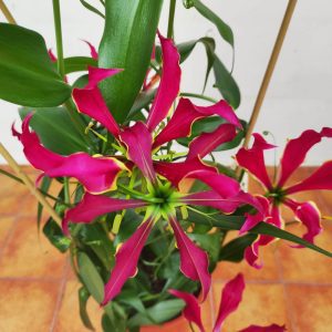 Gloriosa 'rothsch'