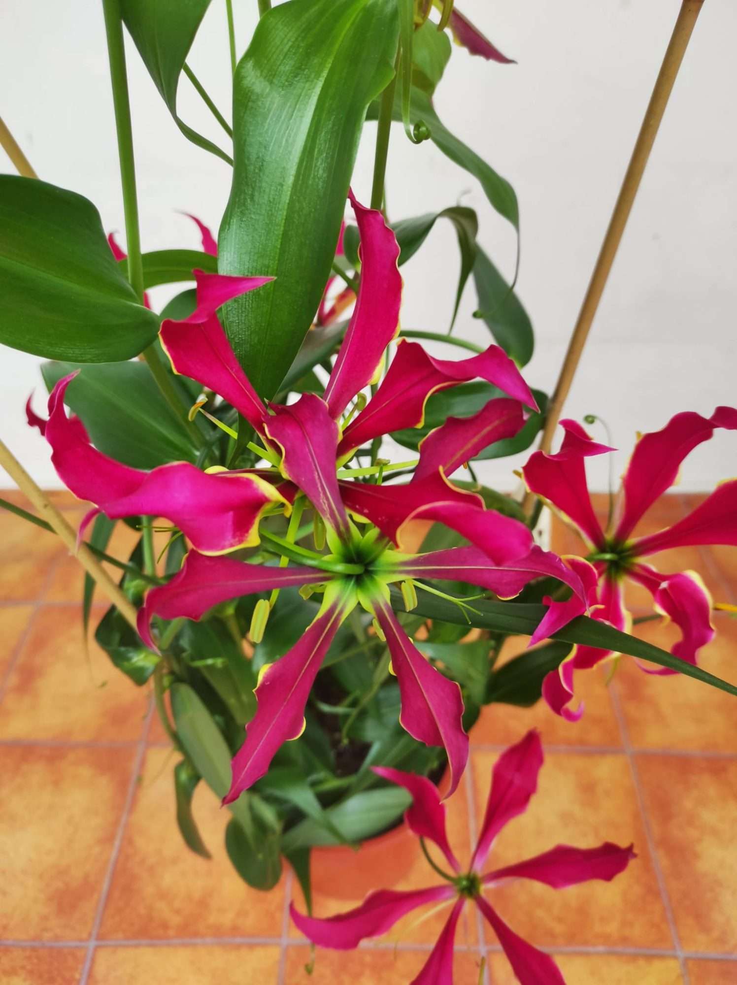 Gloriosa 'rothsch'