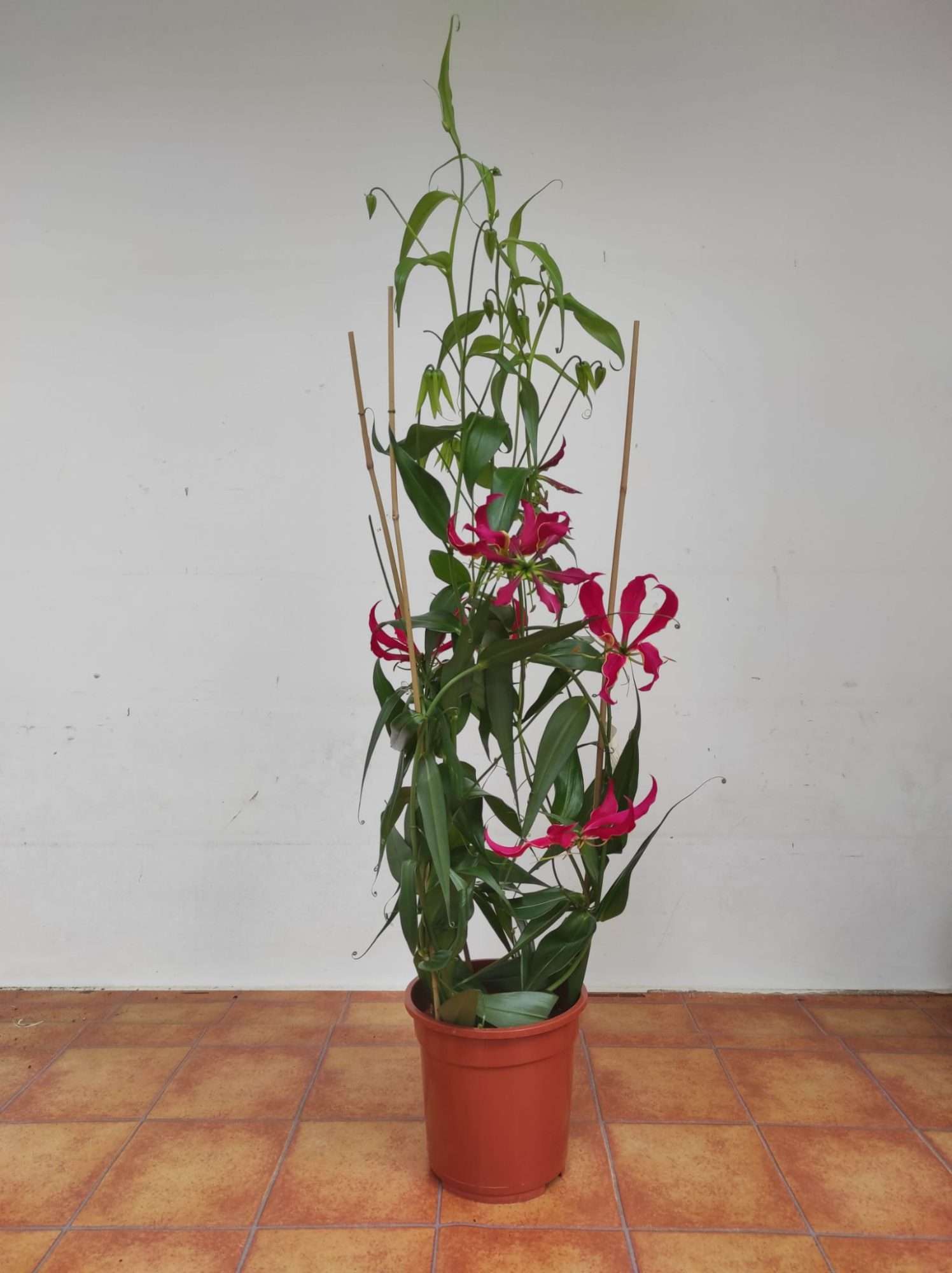 Gloriosa 'rothsch' - Image 2