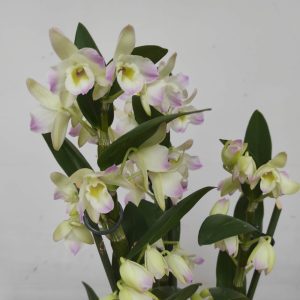 Dendrobium Dream Kumiko