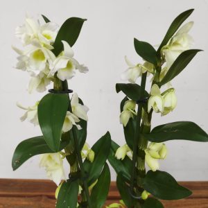 Dendrobium Dream Kumiko