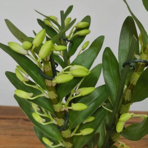 Dendrobium Star Class Yellow