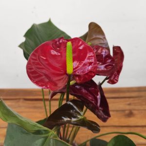 Anthurium Royal Champion