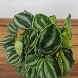 Peperomia 'Star Fruit'