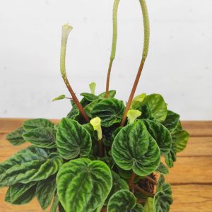 Peperomia 'Lilian'
