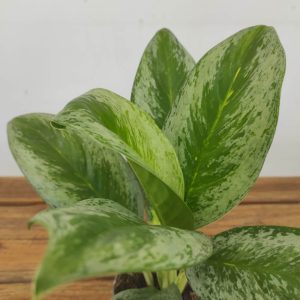 Aglaonema Bitter 'Lemon'