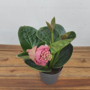 Medinilla Magnifica 'Lambada'