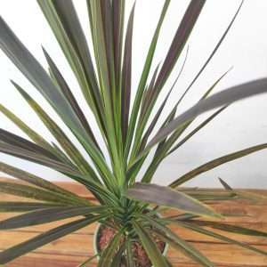 Cordyline 'Stapelen'