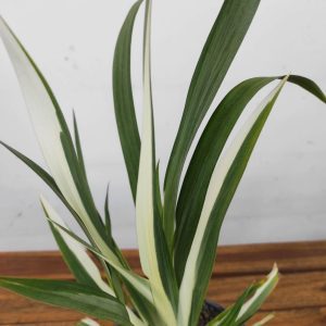 Iris Tect. 'Cruela'