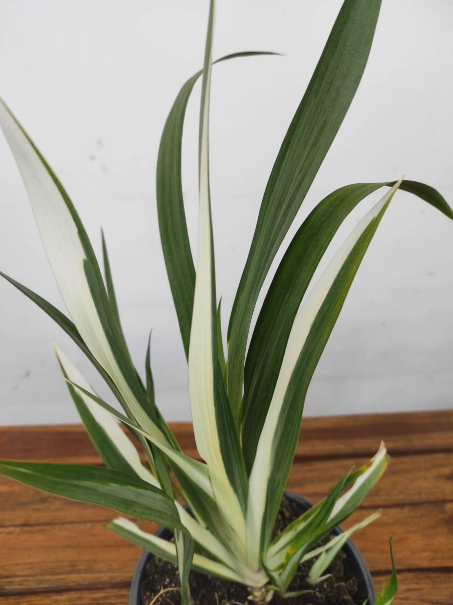 Iris Tect. 'Cruela'