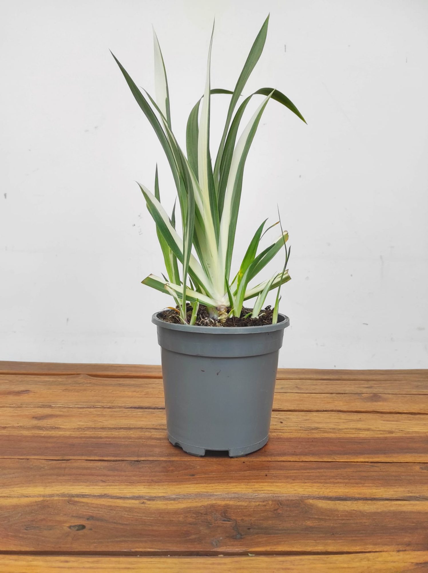 Iris Tect. 'Cruela' - Image 2