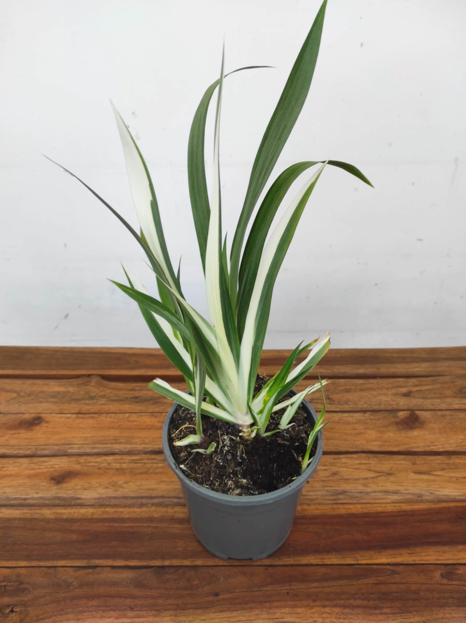 Iris Tect. 'Cruela' - Image 3