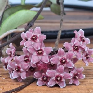 Hoya 'Rosita' - Suspensão