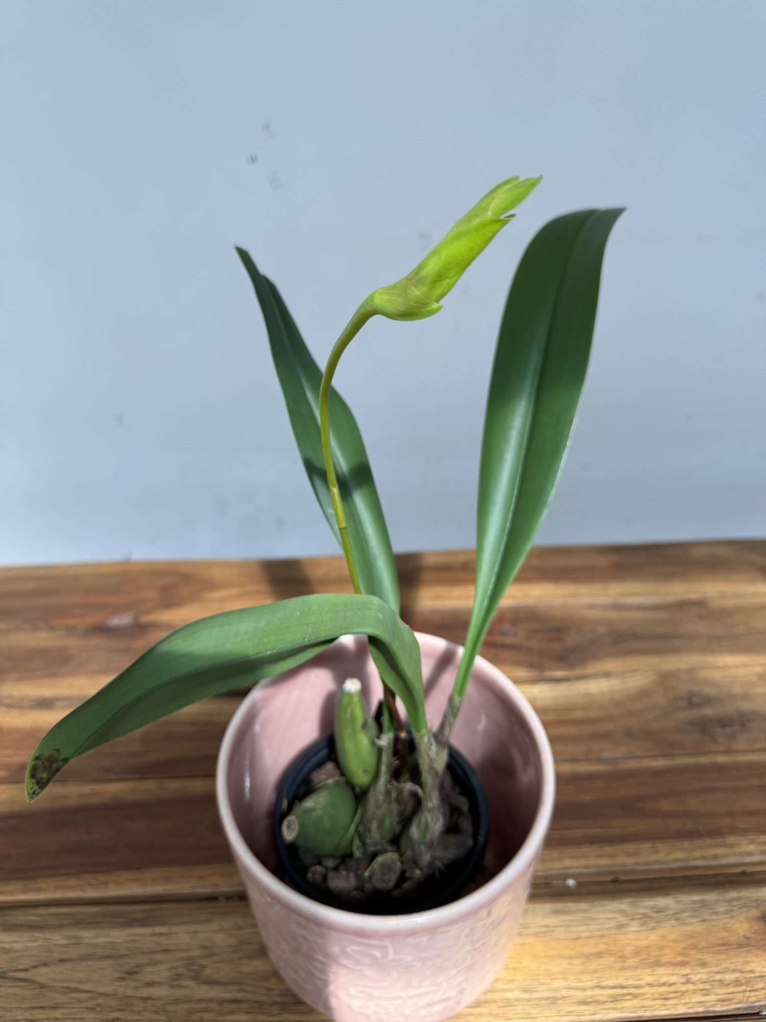 Rhyncholaeliocattleya Triumphal Coronation 'Seto' - Sem Flor - Image 3