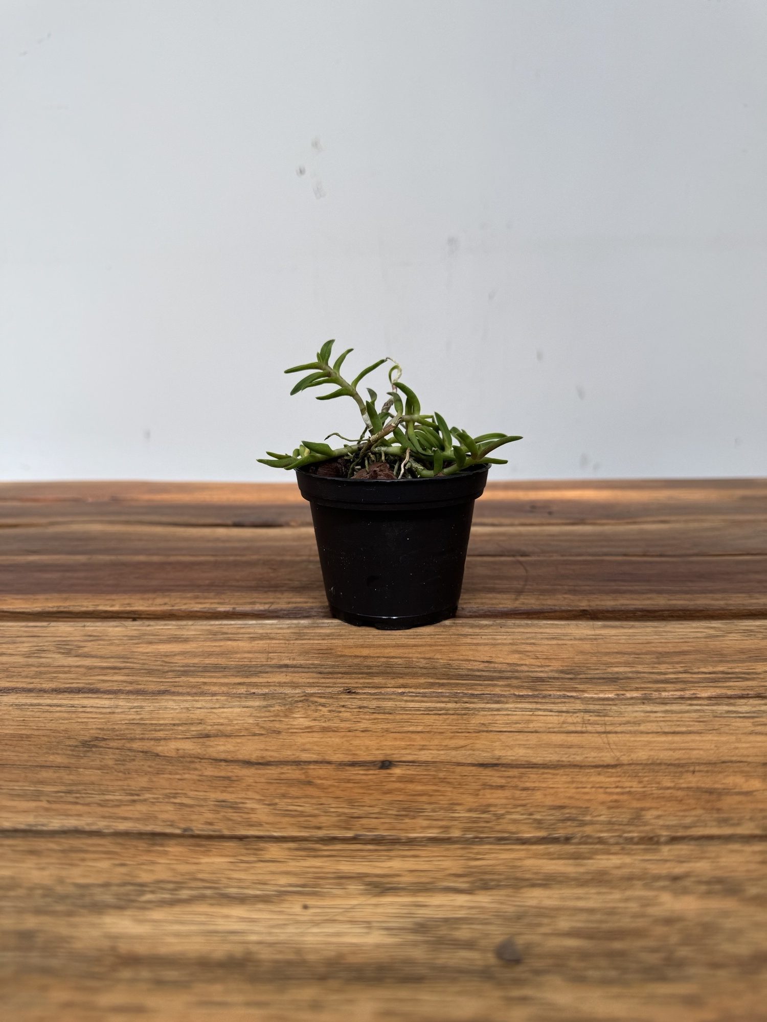 Epidendrum Peperomia - Sem Flor - Image 3