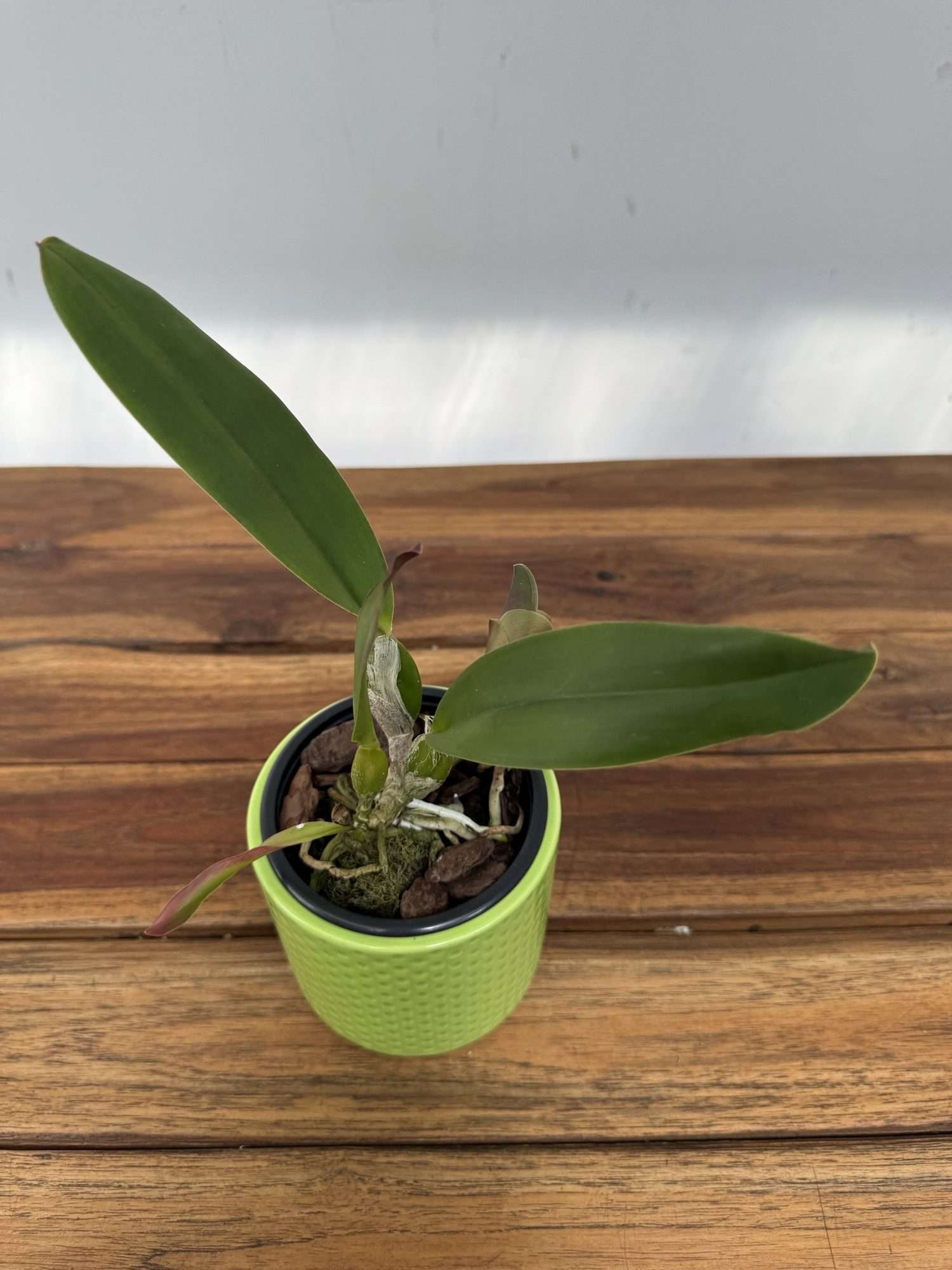 Cattleya Perrinii - Sem Flor - Image 2