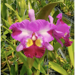 Rhyncholaeliocattleya Taiwan Yi Mei 'Crazy Night' - Sem Flor