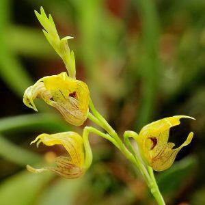 Scaphosepalum Verrucosum - Sem Flor