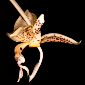 Stanhopea Oculata - Sem flor