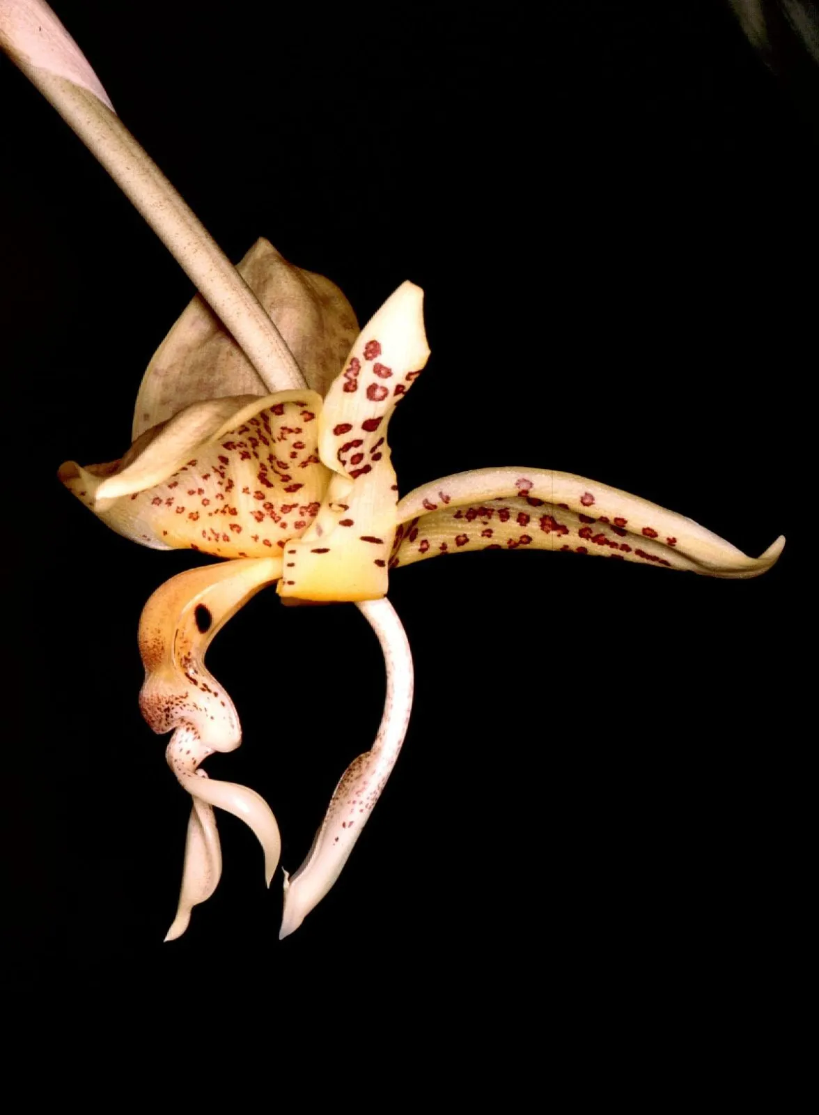 Stanhopea Oculata - Sem flor