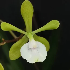 Epidendrum Paniculatum - Sem Flor