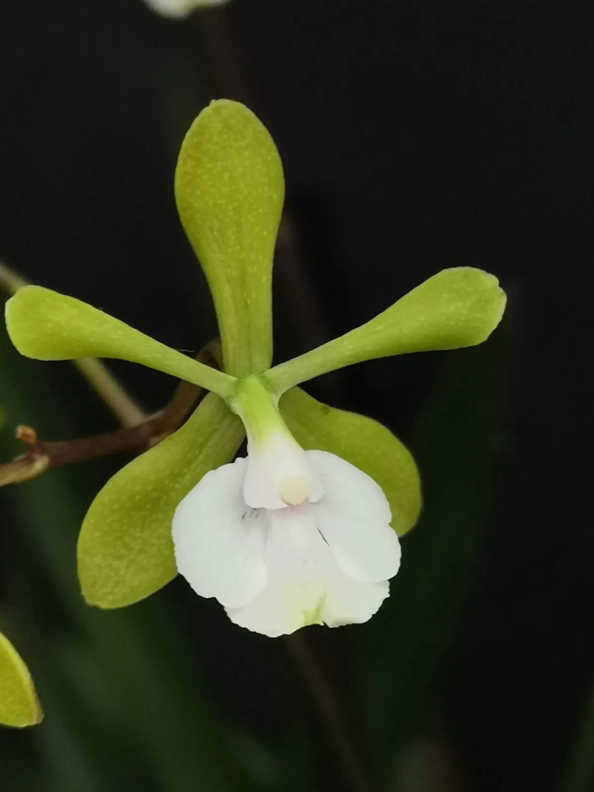 Epidendrum Paniculatum - Sem Flor