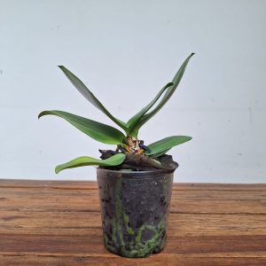 Phalaenopsis Sem flor - V. 12